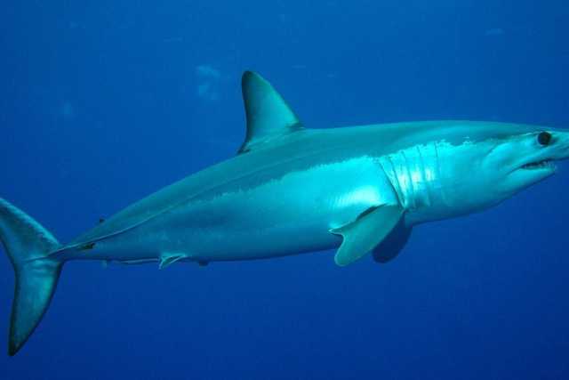Dal "bianco" al "mako", dal palombo alla verdesca: tutti gli squali presenti nell'Adriatico